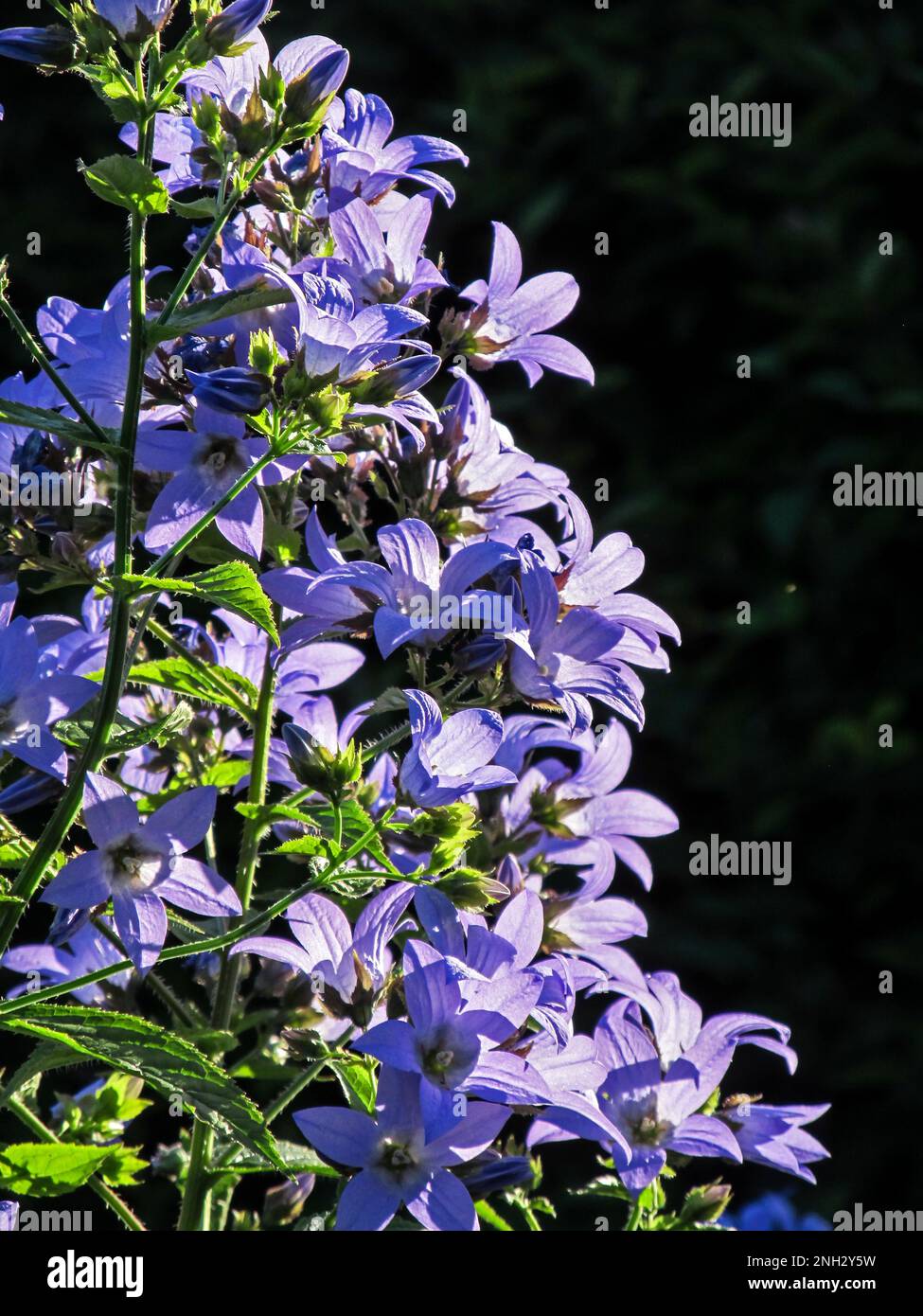 Masse blauer Delphiniumblüten aus den Pflanzen Blütenspitzen vor schwarzem Hintergrund Stockfoto