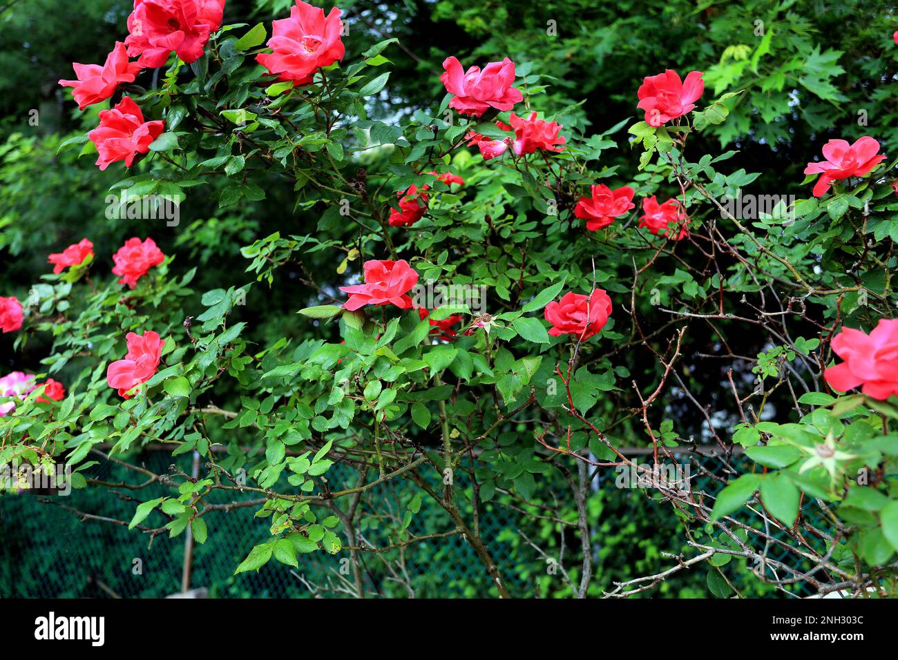 Rosenbusch Stockfoto