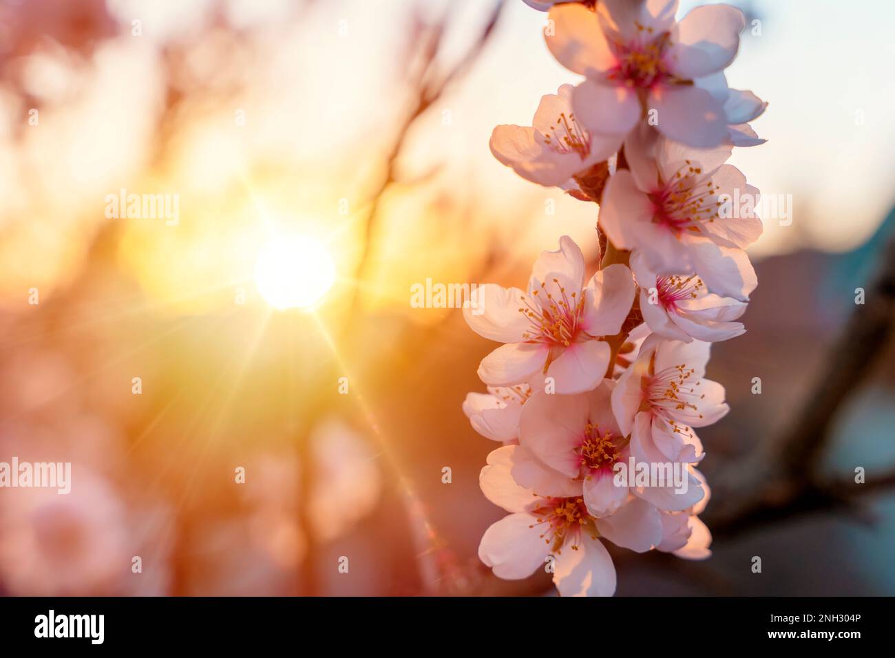 Die Blüten des Mandelbaums an sonnigen Tagen. Wunderschöne Naturszene mit blühendem Baum. Frühlingsblumen. Wunderschöner Obstgarten. Frühling Stockfoto