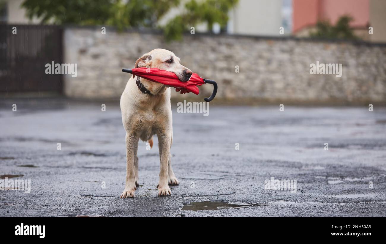 Nasser Hund im Regen auf der Straße. Der loyale labrador Retriever hält einen roten Regenschirm im Mund. Stockfoto
