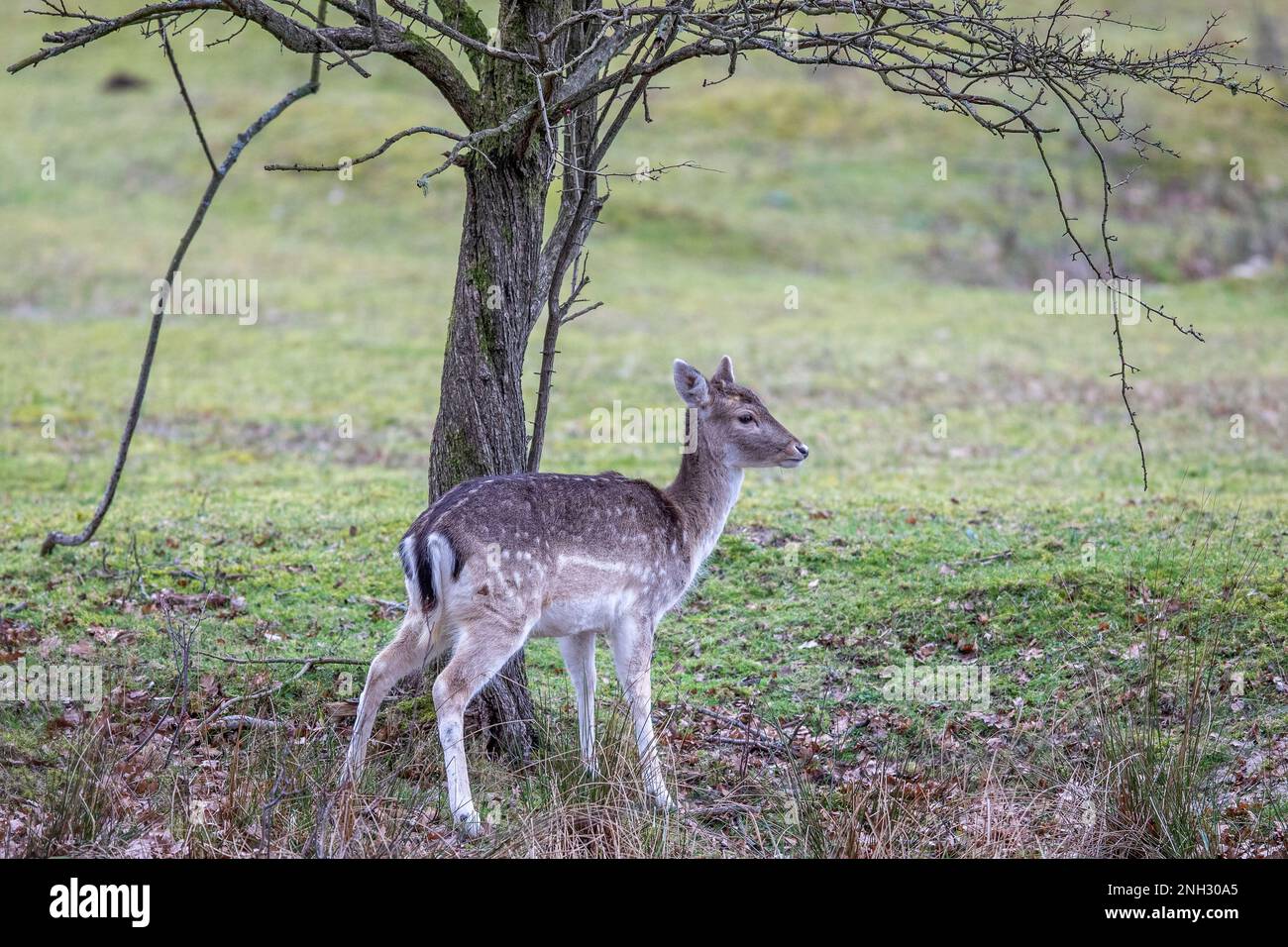 Ein kleines Reh unter einem Baum in der Nähe der Dünen an der Südwestküste der Niederlande am 20. Februar 2023 in Burgh-Haamstede, Niederlande. (Foto: Haustier Stockfoto