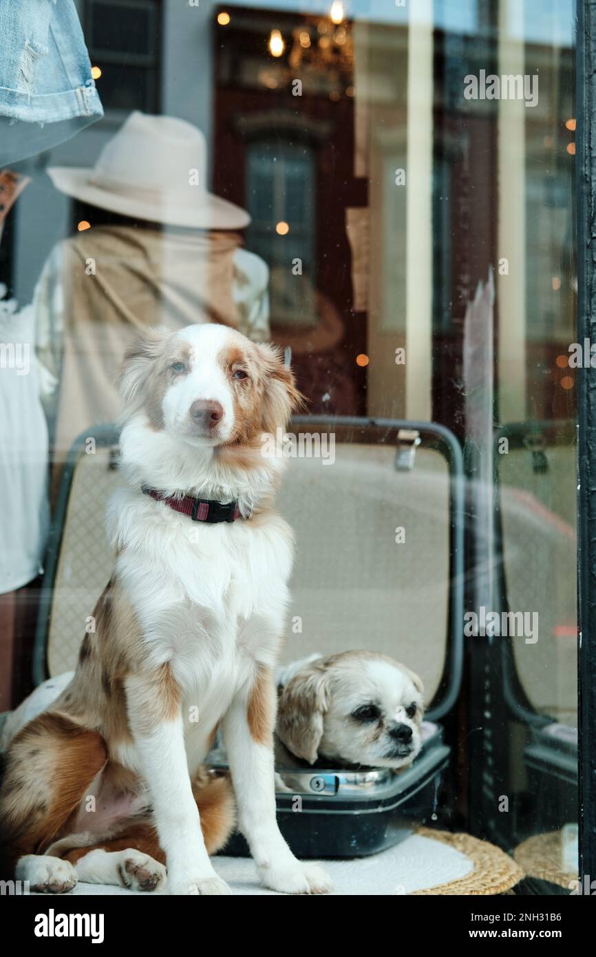 Ein Boutique-Laden, der Hund im Fenster einkauft Stockfoto