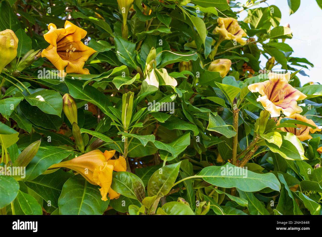 Solandra maxima Blüten Stockfoto