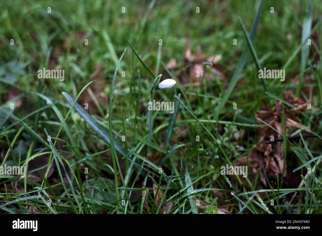 Schneeflocken im Frühling mit Gras und Laub aus nächster Nähe Stockfoto