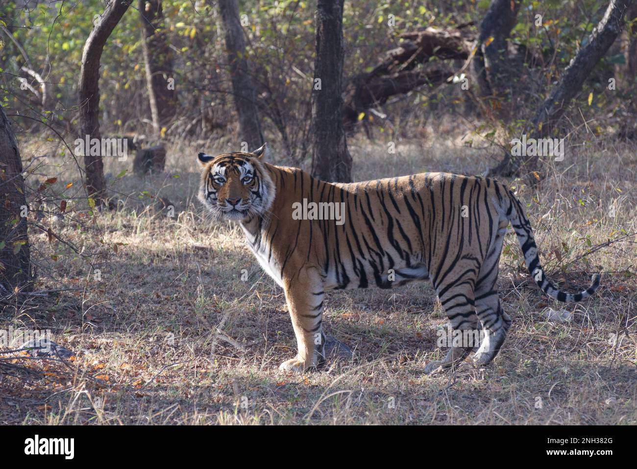 Ein wild lebender männlicher, stark gefährdeter königlicher Bengalischer Tiger, der in den Wäldern von Ranthambore Rajasthan North India steht Stockfoto