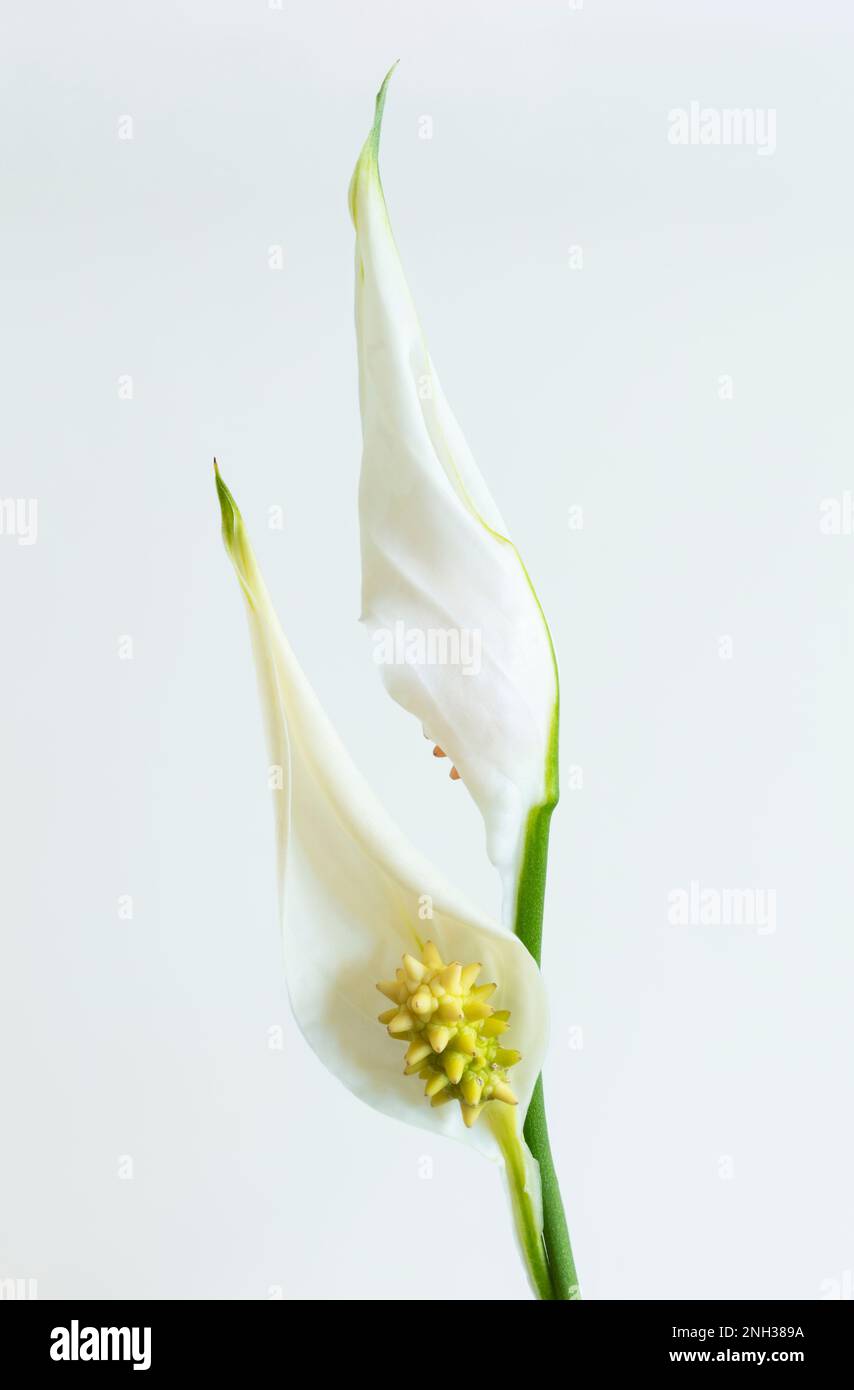 Peace Lily SPATHIPHYLLUM Potted plant Hauspflanze ganzjährig Topf Laubpflanzen weiße Blüten auf schlanken Stielen nah an Spathe Blatt und Spadix Stockfoto
