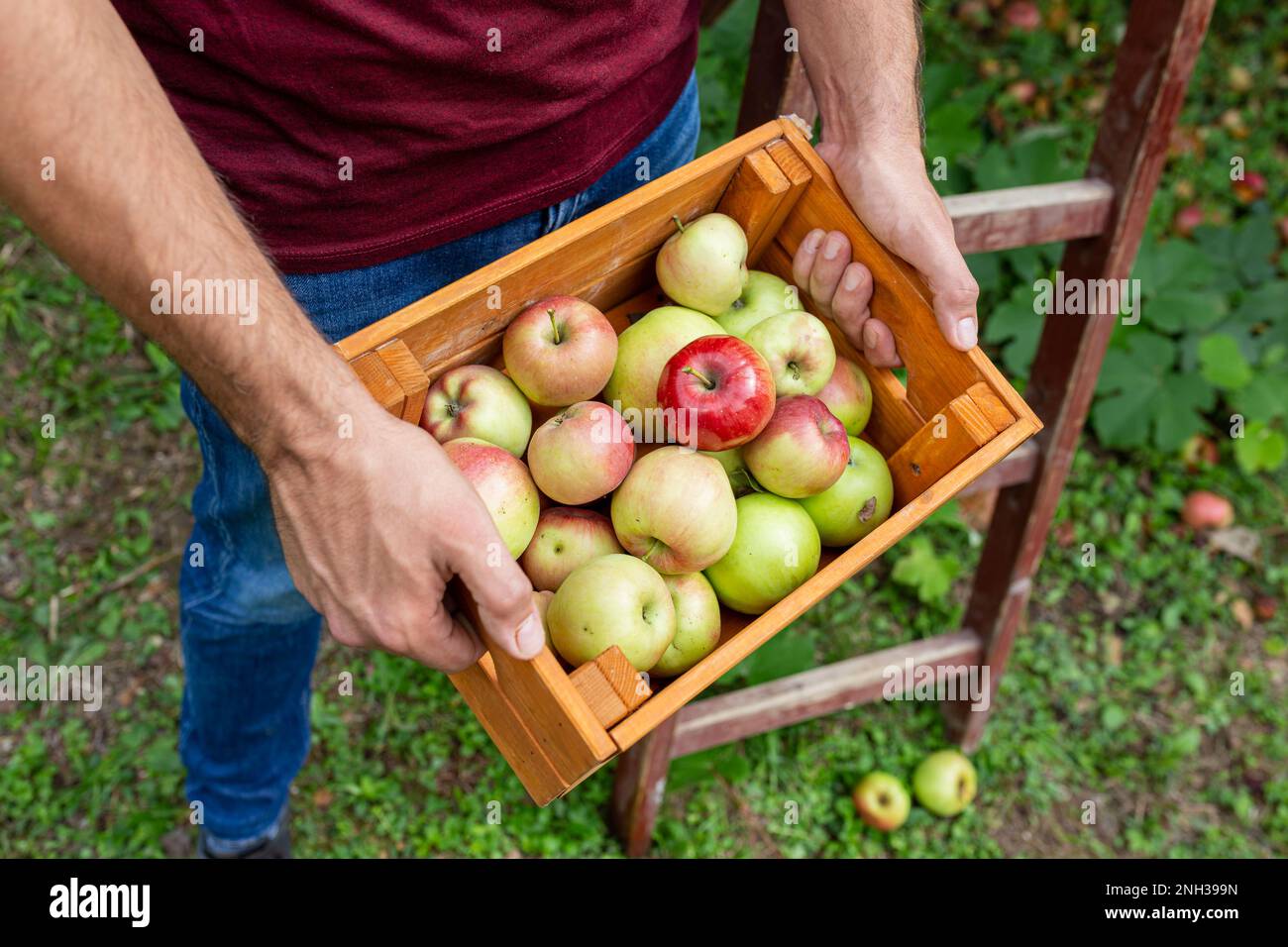 Nahaufnahme eines Mannes, der kreta voller frischer Bio-Äpfel in seinem Garten hielt. Stockfoto