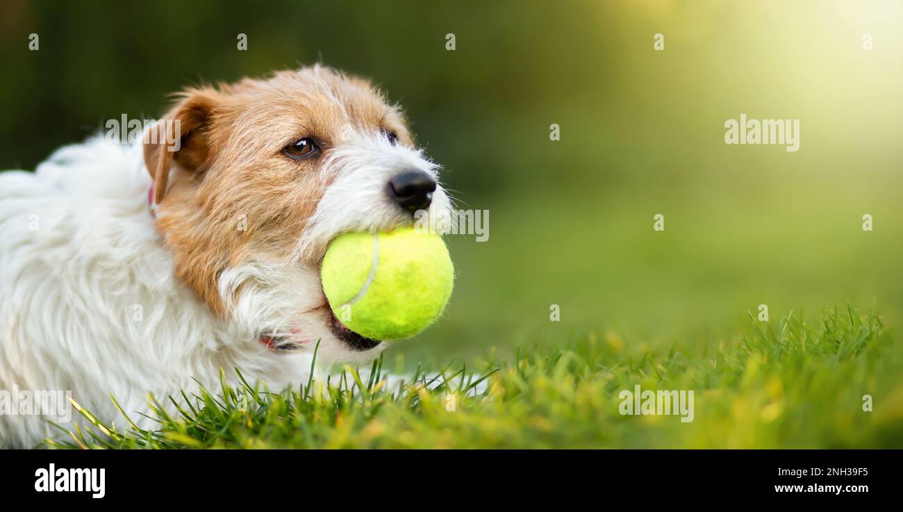 Lustiger Hund, der mit einem Spielzeugtennisball spielt. PET-Banner, Hintergrund mit Kopierbereich. Stockfoto