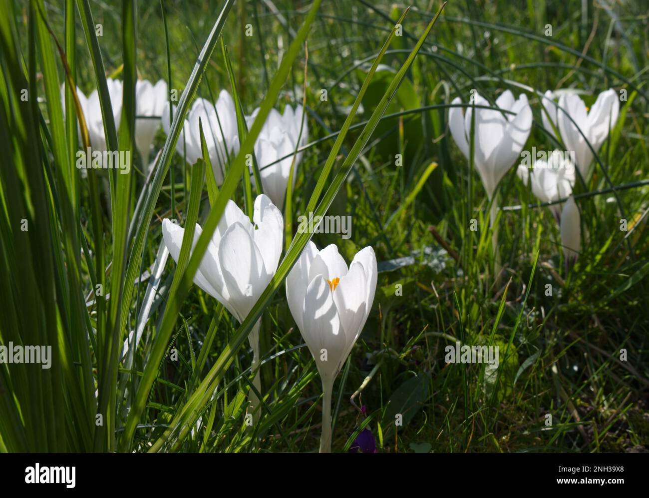 Frühlingsblumen von Giant Dutch Crocus vernus Joan of Arc (Jeanne D'Arc ) wachsen im Gras mit salsifigem Laub UK Garden March Stockfoto