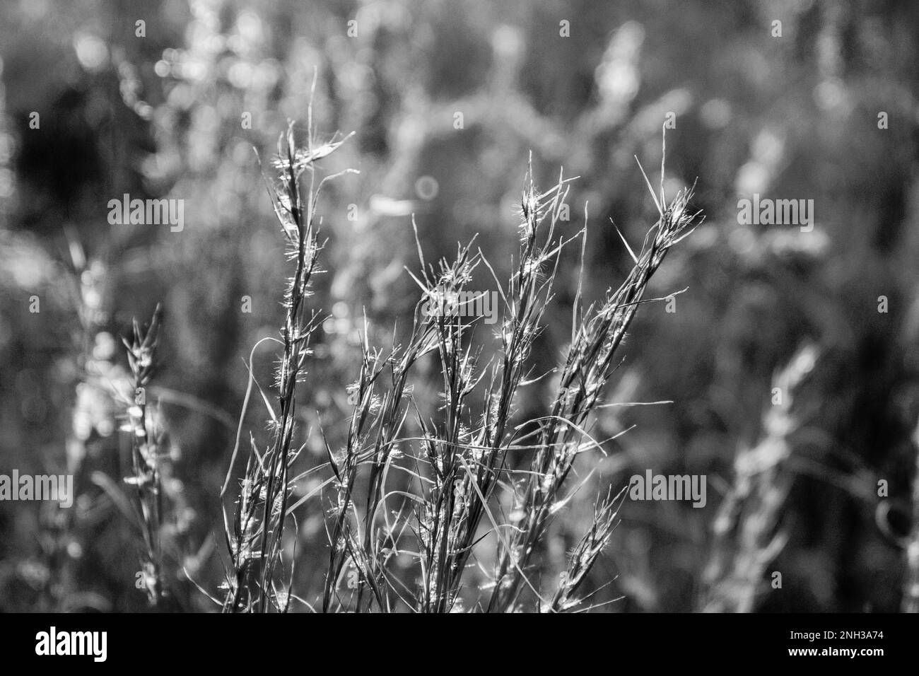 Goldene Stunde, die an einem Wintertag auf das hohe Gras trifft. Stockfoto