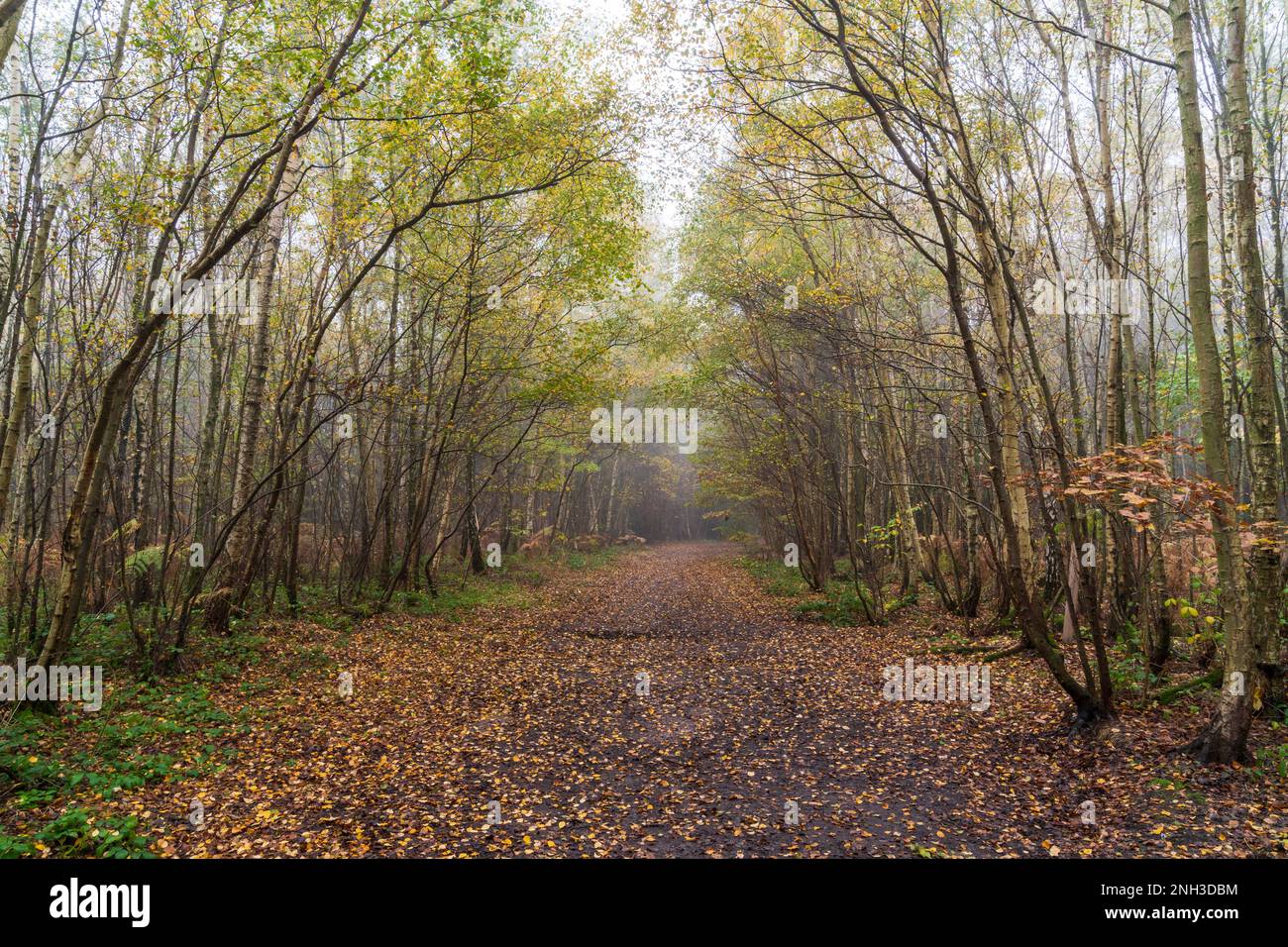 Breite Spur führt durch gemischte Wälder in Clowes Wood, Kent, England. Birken säumen den Pfad teilweise mit heruntergefallenen Blättern. Warme Atmosphäre. Stockfoto