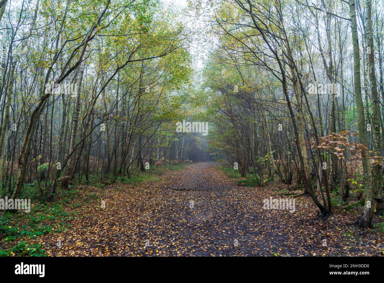 Breite Spur führt durch gemischte Wälder in Clowes Wood, Kent, England. Birken säumen den Pfad teilweise mit heruntergefallenen Blättern. Kalte Atmosphäre. Stockfoto