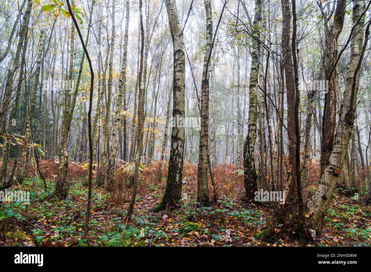 Herbstblick auf den Clowes-Wald an einem nebligen Morgen mit weißen Birkenbäumen, braunen Farnen und einigen grünen Unterwuchern. Kalte Atmosphäre. Stockfoto