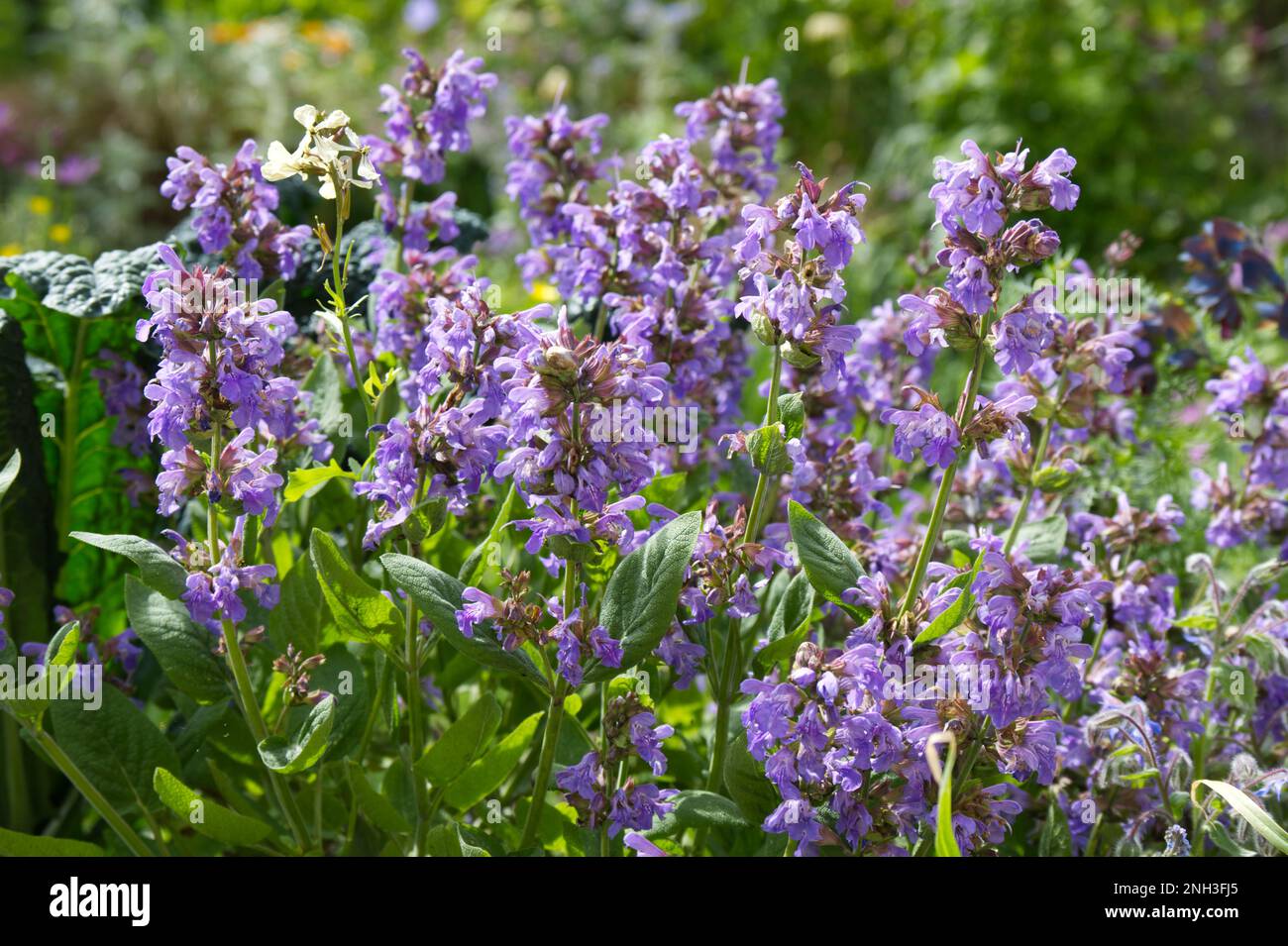 Blaue Sommerblumen von Salbei, Salvia officinalis im britischen Garten Mai Stockfoto