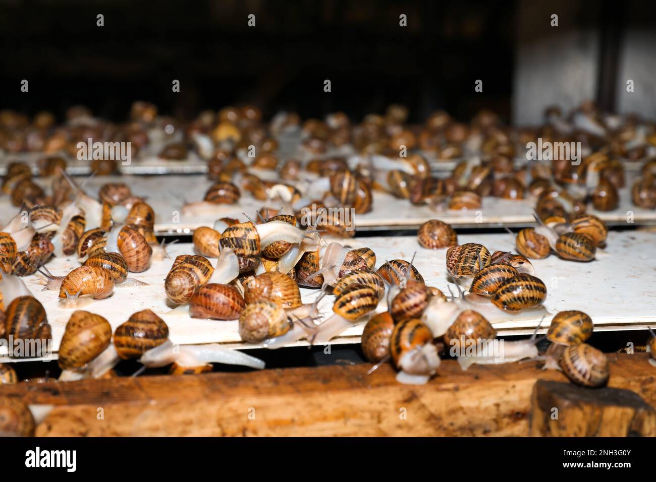 Viele Schnecken krabbeln drinnen auf einem Holztisch Stockfoto