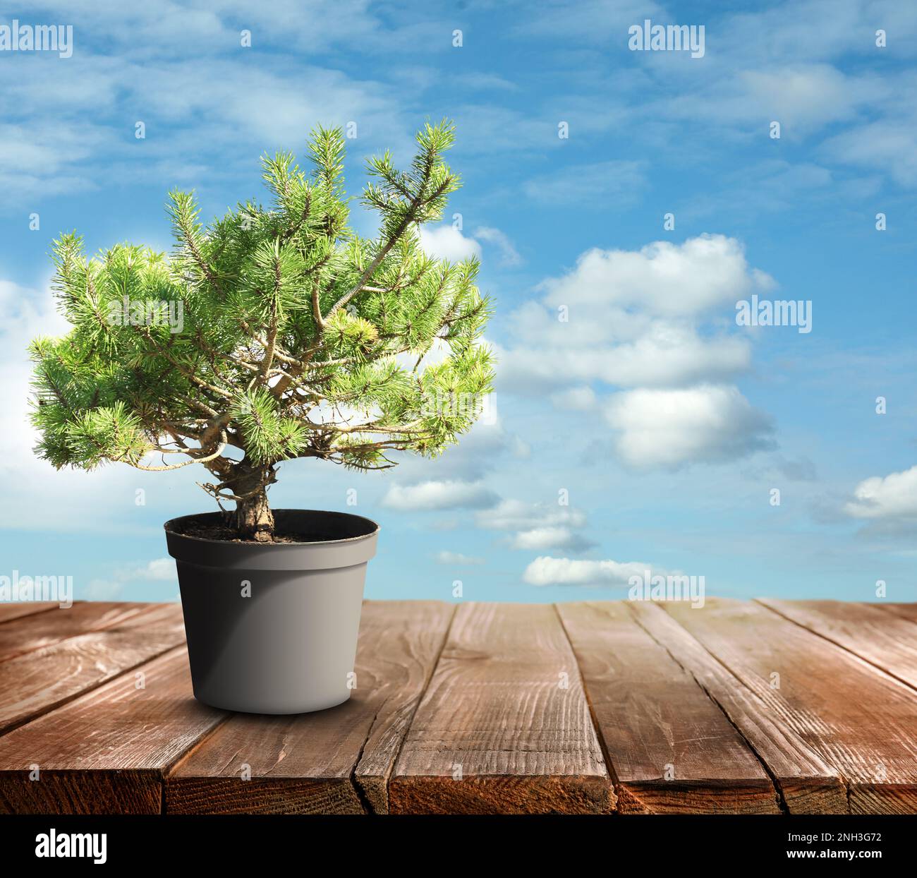 Bonsai-Baum auf dem Display gegen weiß im Tontopf mit interessanten Form im  Studio, grüne Blätter, japanische hobby Stockfotografie - Alamy