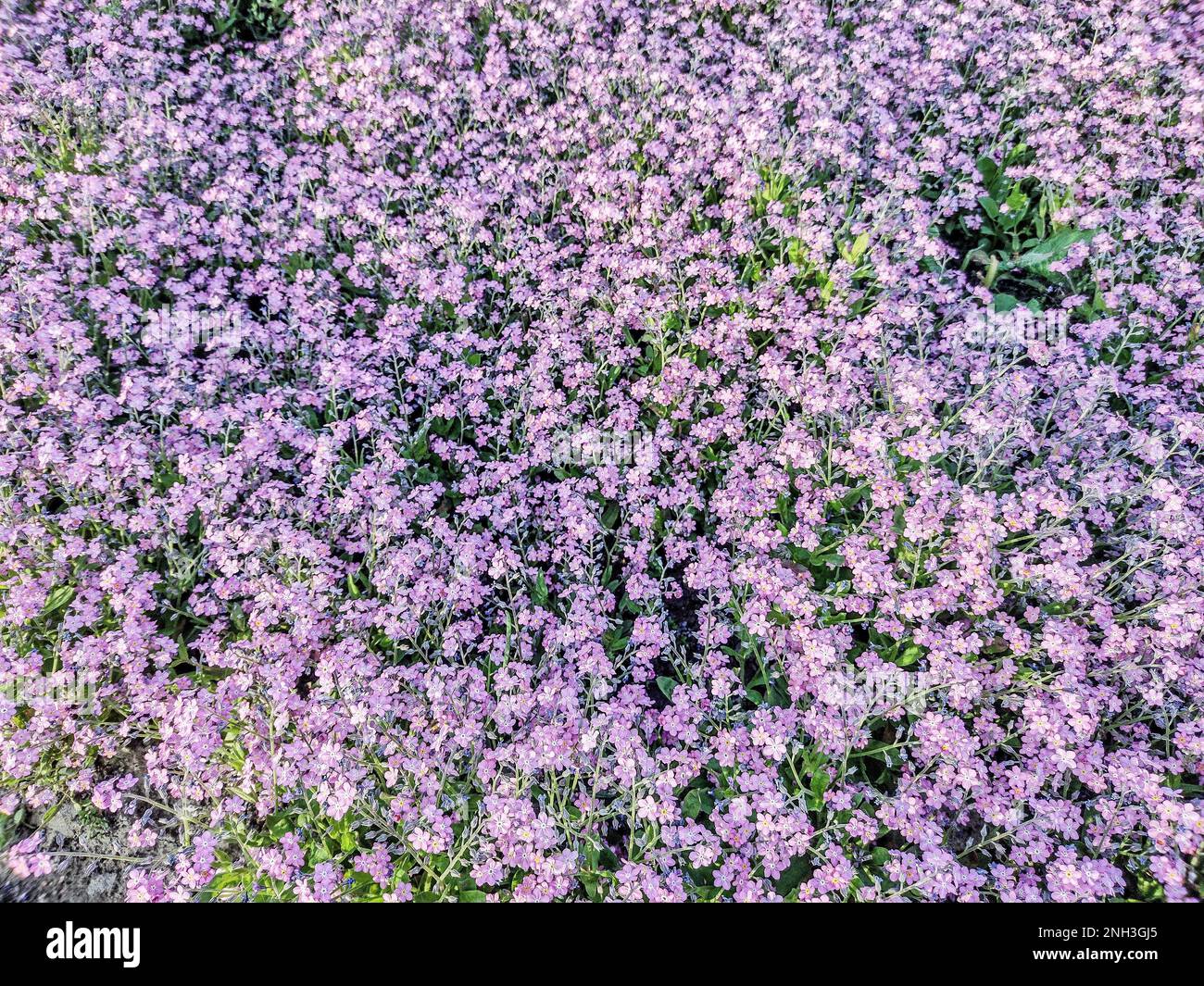 Rosa "vergiss mich nicht" -Blume im Park Stockfoto