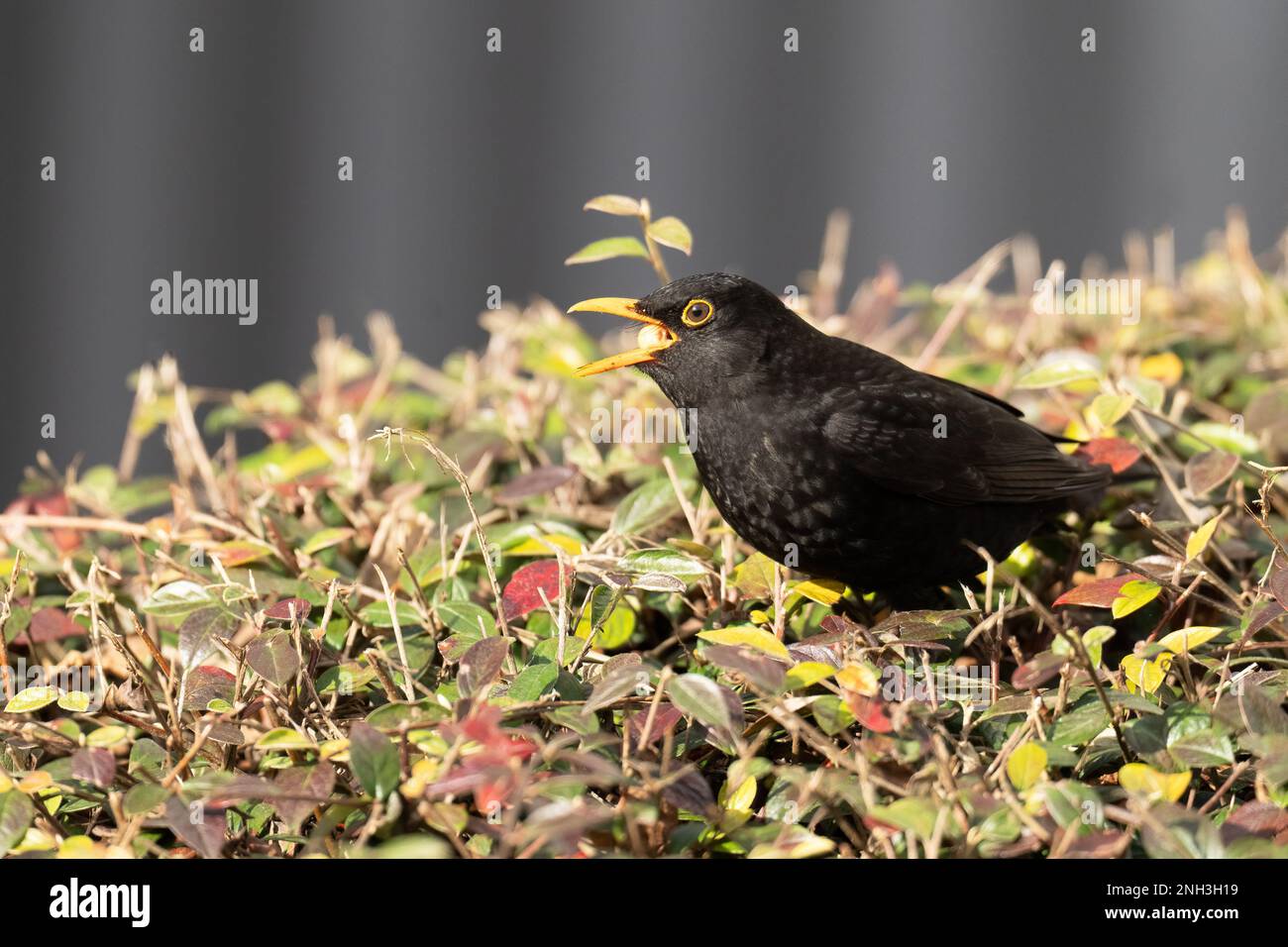 Männliche Blackbird-Turdus-Merula ernährt sich von Beeren von Cotoneaster Stockfoto