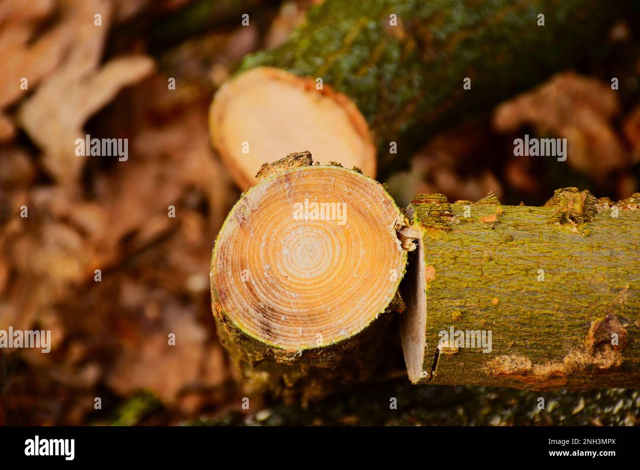 Querschnitt des Baumstamms mit kleinem Durchmesser und grünem Moos auf der Rinde. Baumschnitt- und Brennholzkonzept. Waldszene. Weich verschwommener, trockener Hintergrund Stockfoto