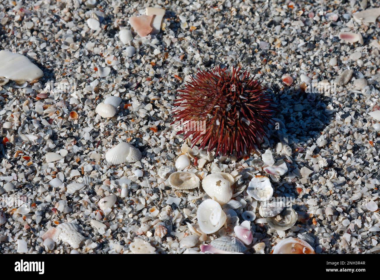 Seeigel, Rostfarbe, Stachelholz, globulärer Stachelhäuter, Klasse Echinoidea, Wirbellose Meerestiere, Nahaufnahme, Tier, giftig zu berühren, zwischen Muscheln, Cay Stockfoto