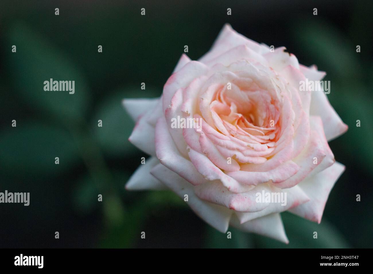 Cremige Rose im Garten aus nächster Nähe Stockfoto