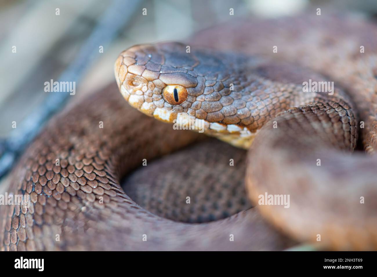 Adder (Vipera berus) – Nahaufnahme des Auges einer jungen Schlange, England, Großbritannien Stockfoto