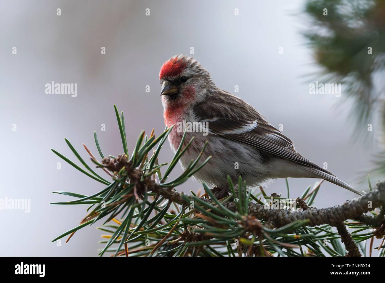 Birkenzeisig, Männchen, Prachtkleid, Birken-Zeisig, Zeisig, Taiga-Birkenzeisig, Taigabirkenzeisig, Carduelis flammea, Acanthis flammea, Carduelis flam Stockfoto