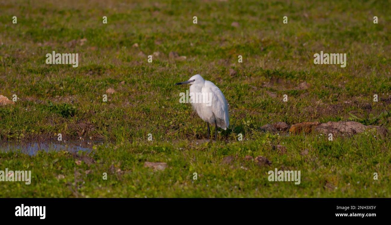 Große weiße Wasservögel auf dem Gras, kleiner Egret, Egretta garzetta Stockfoto