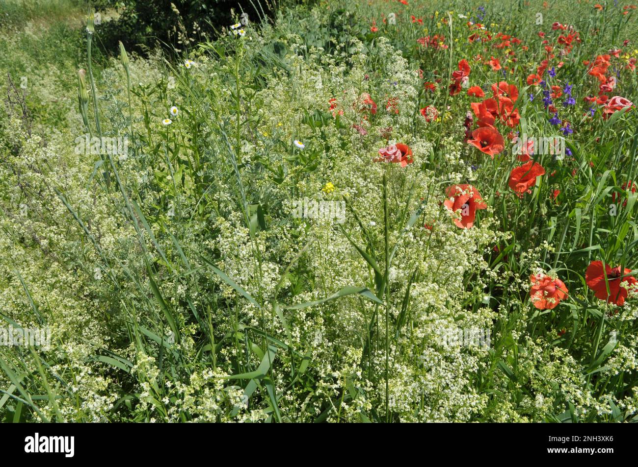 Mitten im Sommer wachsen verschiedene Wildblumen auf dem Feld. Stockfoto