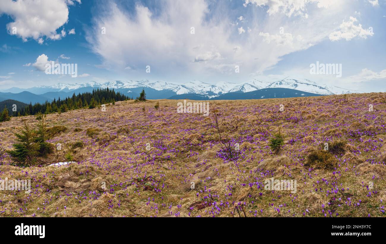 Bunt blühende violette Crocus vernus) heuffelianus (alpenblumen auf Frühling Karpaten Hochplateau Tal, Ukraine, Europa. Schöne conceptu Stockfoto