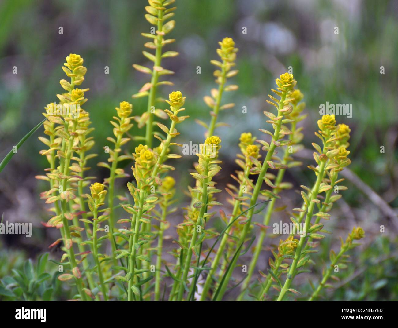 In der Wildnis ist Zypressenmilchkraut mit dem Pilz Uromyces pisi-sativi infiziert Stockfoto