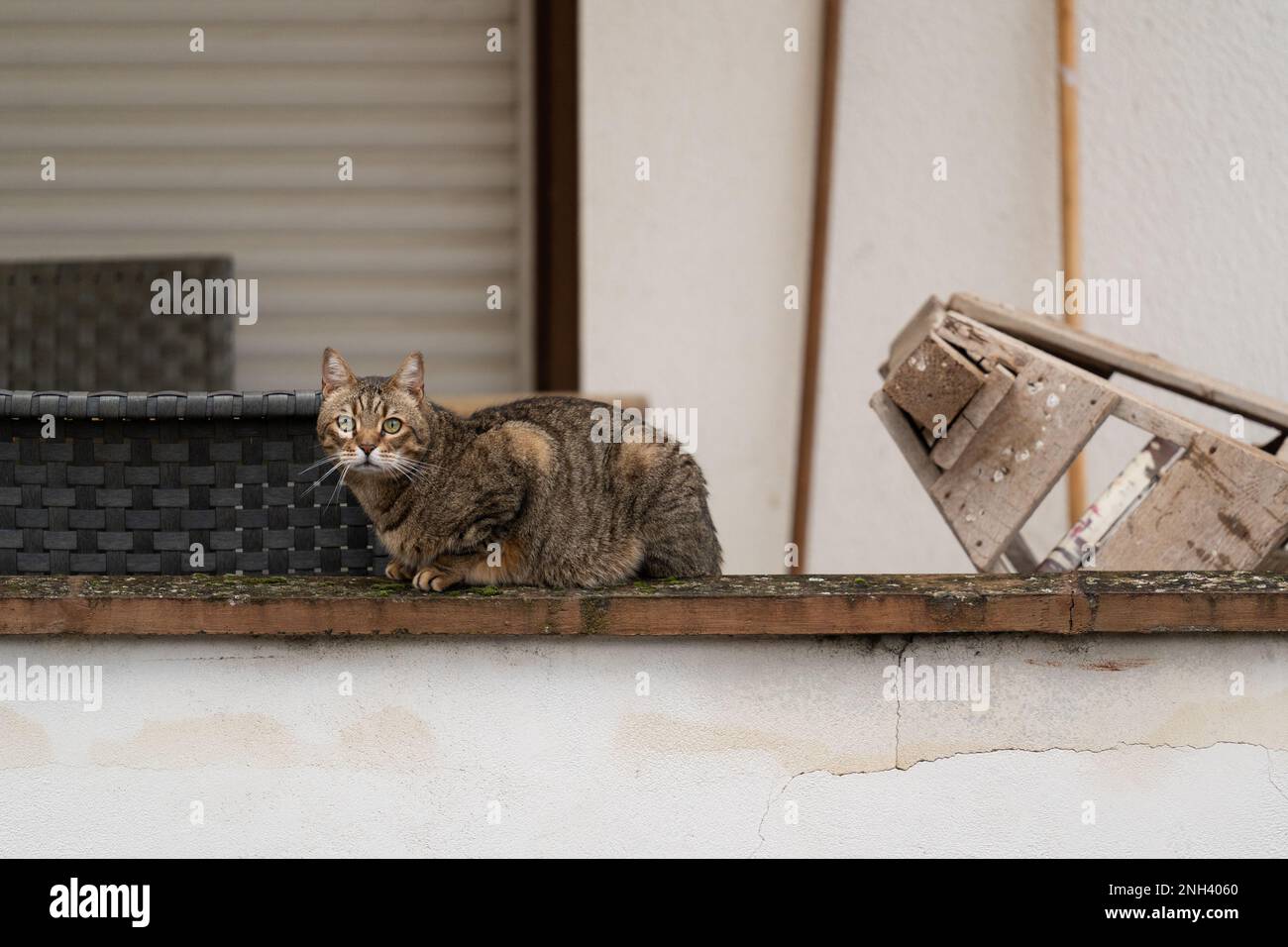 Eine europäische Kurzhaarkatze mit braunem und grauem Fell liegt an einer Wand im Hinterhof und entspannt Stockfoto