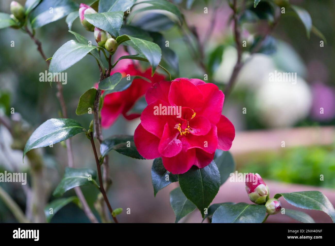 Halb-Doppel-Camellia japonica. Blume mit zwei oder mehr Reihen großer normaler, unregelmäßiger oder loser Blütenblätter Stockfoto