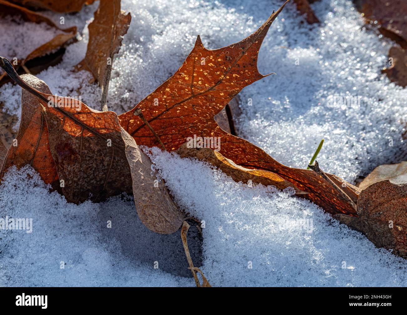 Ahornholz und Eichenblätter sind von einer leichten Schneeschicht auf dem Waldboden umgeben, im Hammel Woods Forest Preserve, will County, Illinois Stockfoto