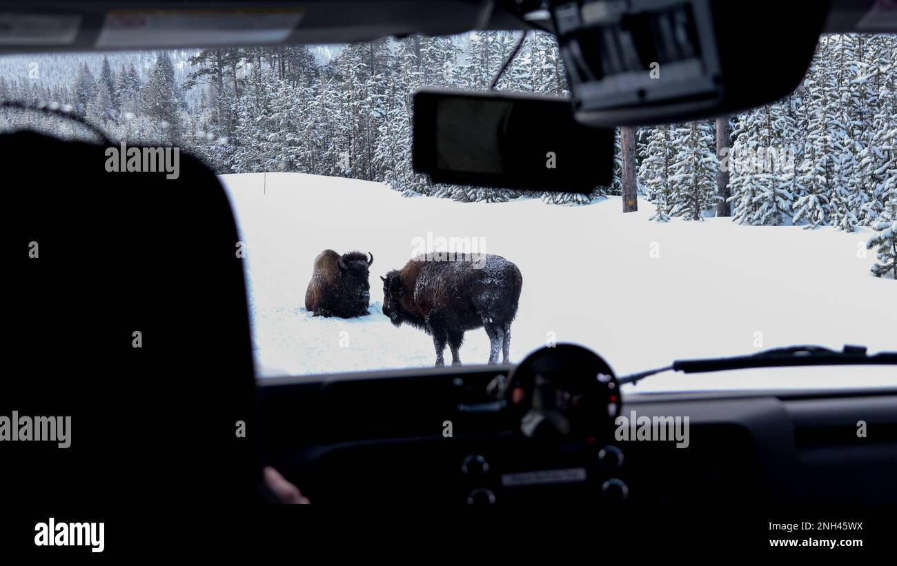 Zwei Bison auf der Straße Stockfoto