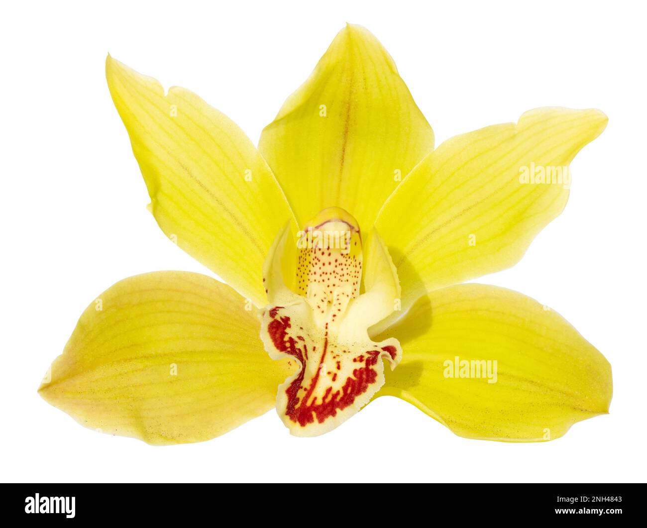 Gelbe Cymbidium-Orchideenblume isoliert auf weißem Hintergrund. Cymbidium devonianum Stockfoto