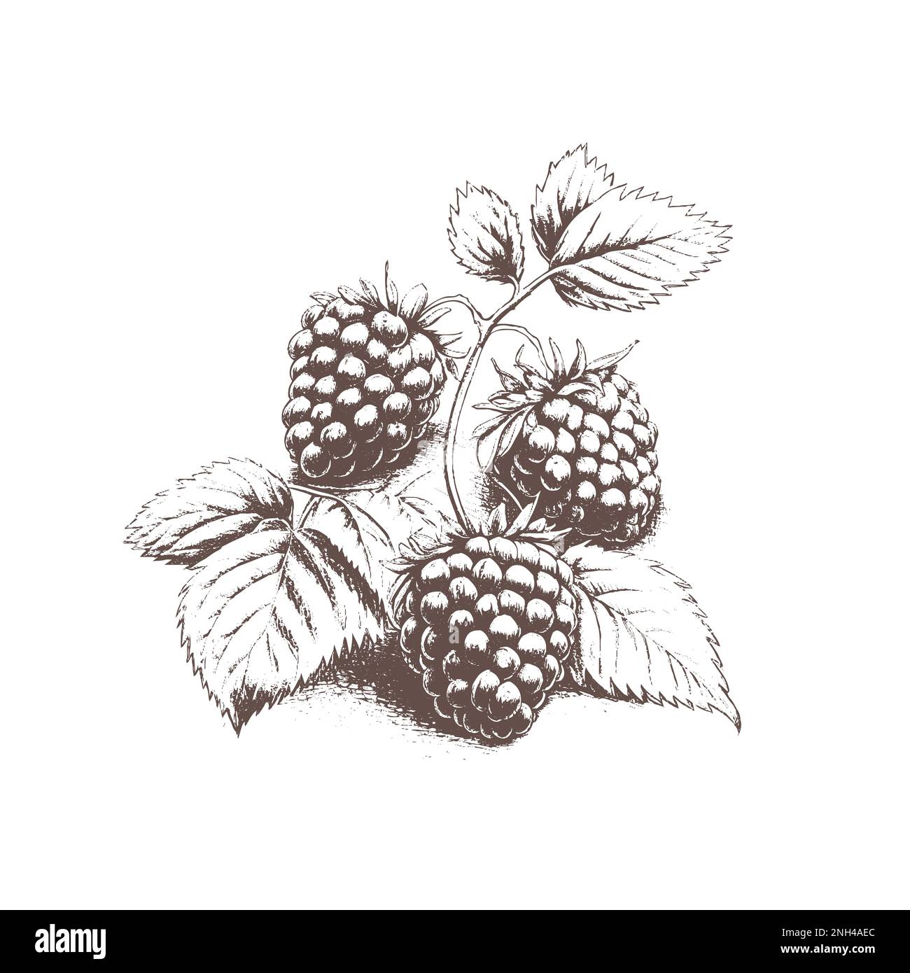 Handgezeichnete Zeichnung schwarz-weiß von Himbeere, Blatt, Beerenpflanze. Vektordarstellung. Elemente in Grafiketikett, Karte, Aufkleber, Menü, Paket. Stock Vektor