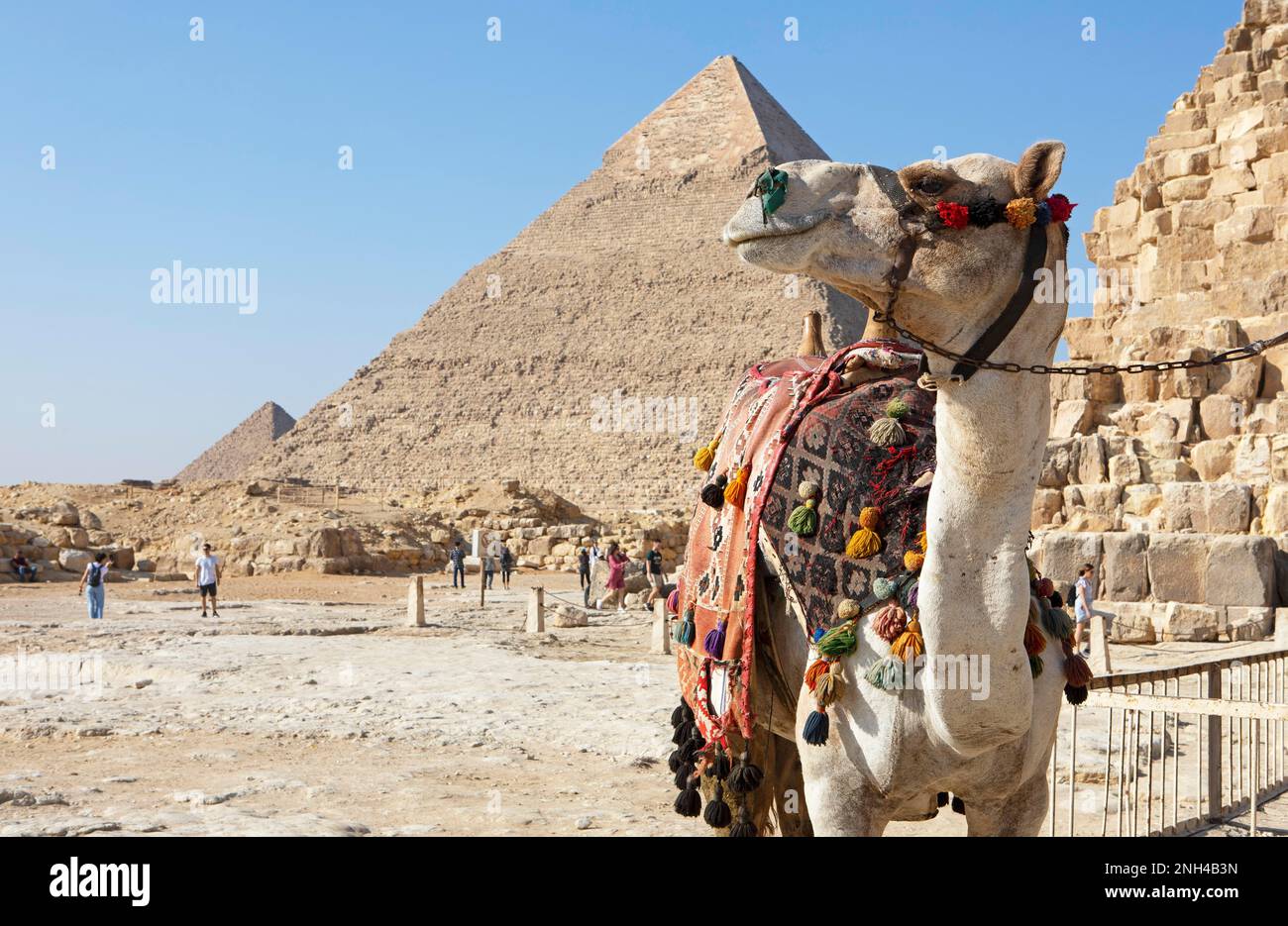 Kamelidae an den Pyramiden, Gizeh, Kairo, Ägypten Stockfoto