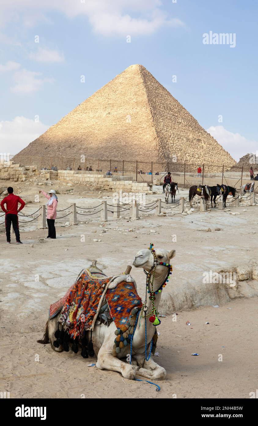 Kamelidae in einer Pyramide, Gizeh, Kairo, Ägypten Stockfoto