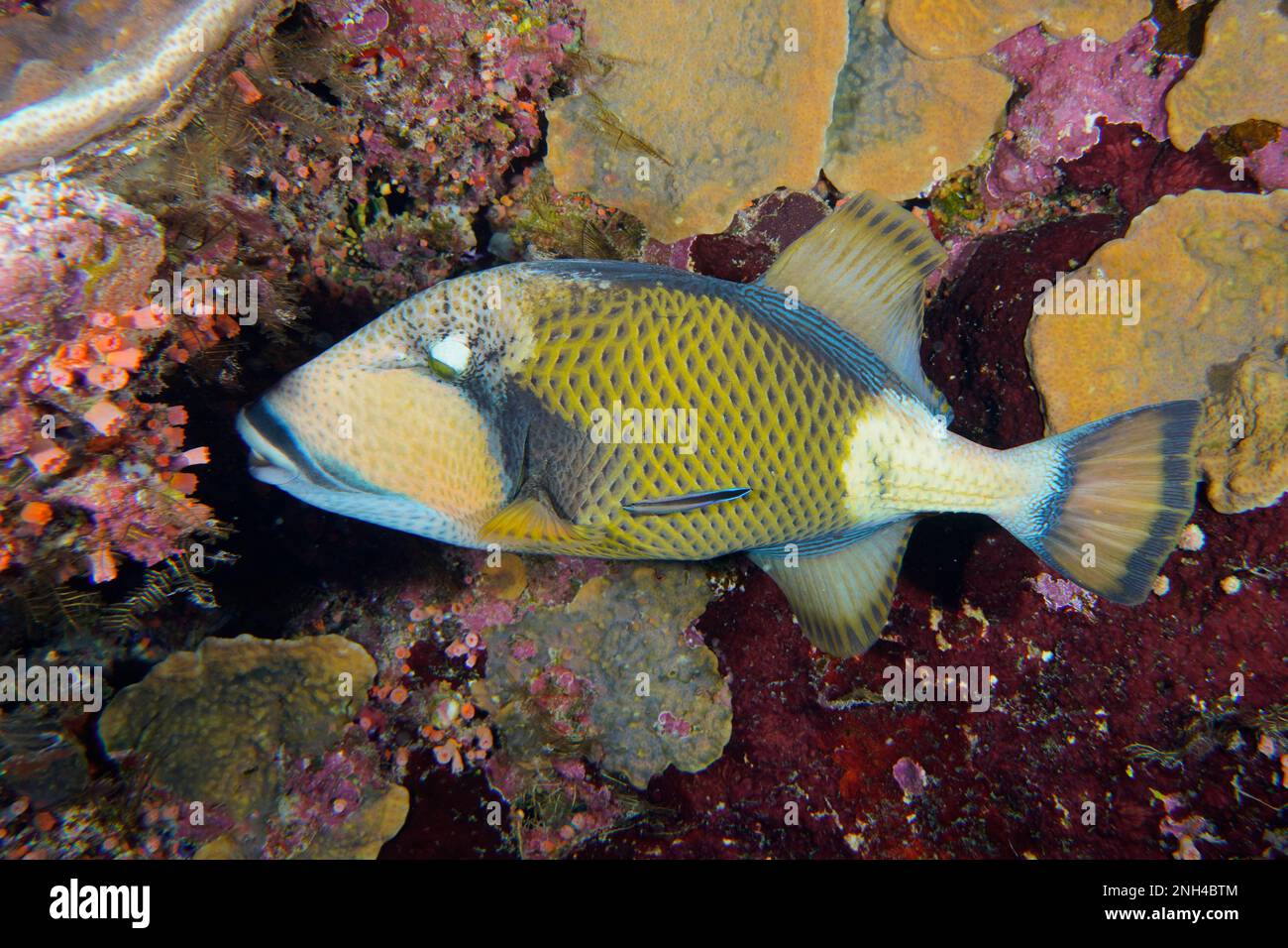 Titan Triggerfish (Balistoides viridescens) im farbenfrohen Riff. Tauchplatz Daedalus Reef, Ägypten, Rotes Meer Stockfoto