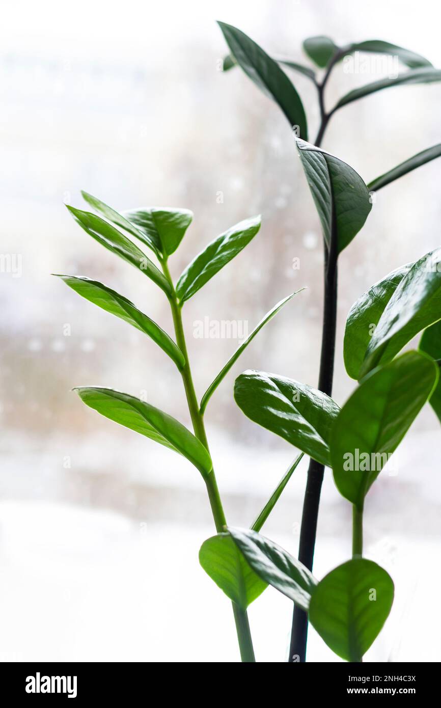 Zamioculcas oder Perlen von Sansibar, Pflanze, Zwergpflanze Stockfoto