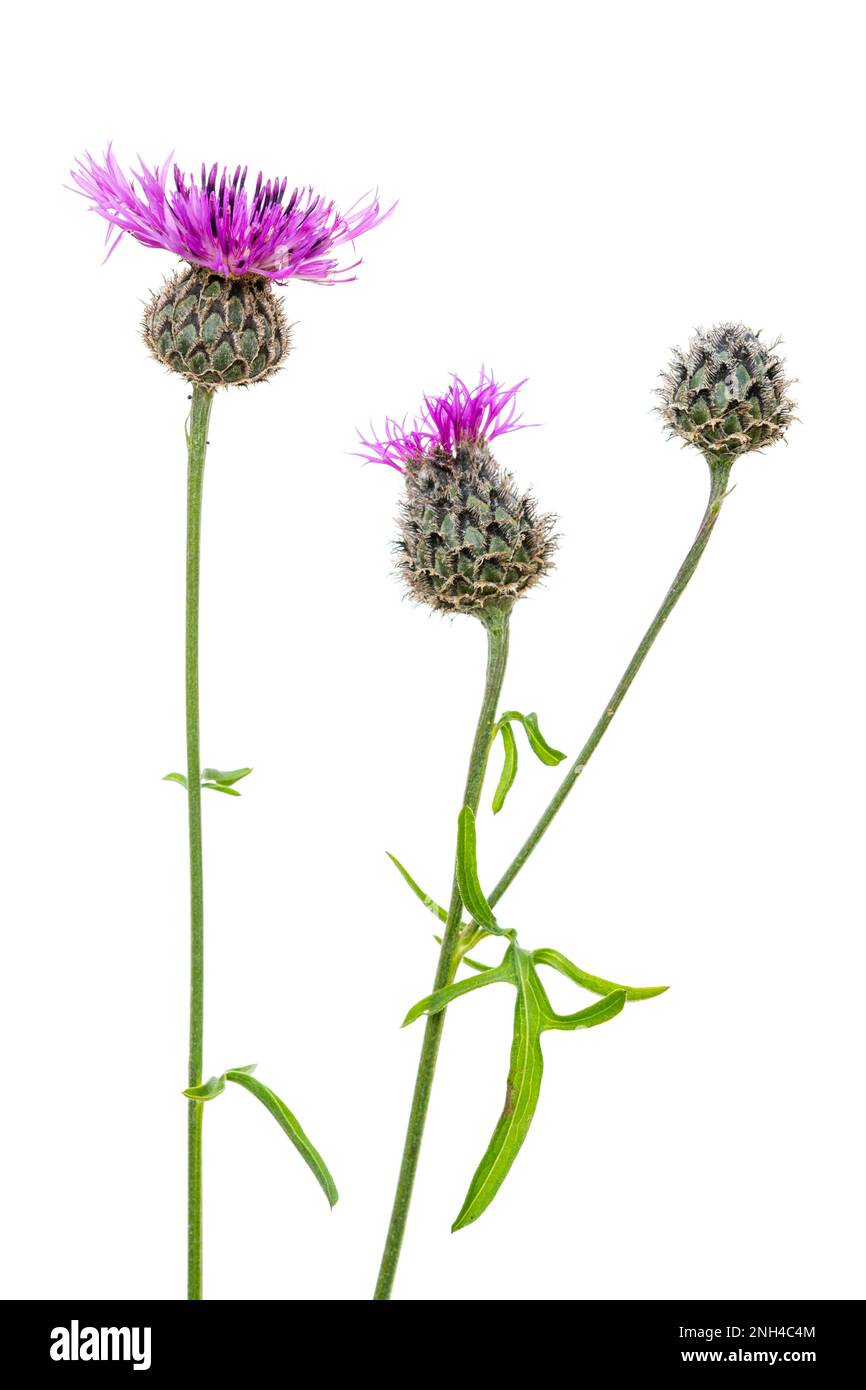 Braunes Knapkraut (Centaurea jacea), Pflanzen, weißer Hintergrund Stockfoto
