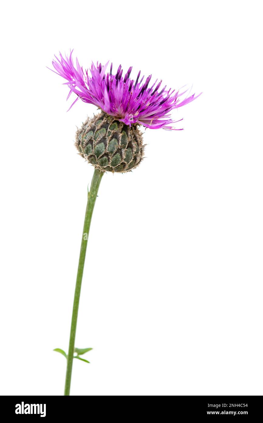 Braunes Knapkraut (Centaurea jacea), Pflanzen, weißer Hintergrund Stockfoto
