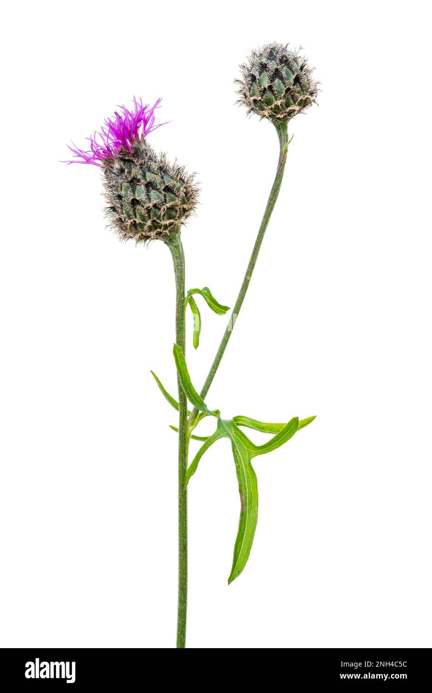 Braunes Knapkraut (Centaurea jacea), Pflanzen, weißer Hintergrund Stockfoto