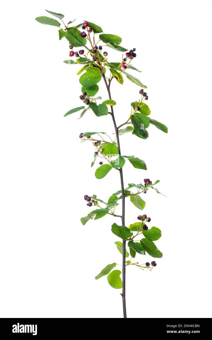 Steinbirne, verschneiter mespilus (Amelanchier ovalis), Garten, Hoeltinghausen, Niedersachsen, Deutschland Stockfoto