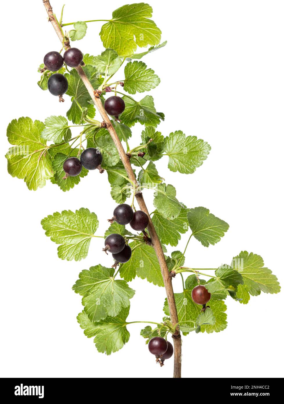 Jostaberry (Ribes x nidigrolaria), Strauch, Beere, Hoeltinghausen, Niedersachsen, Deutschland Stockfoto