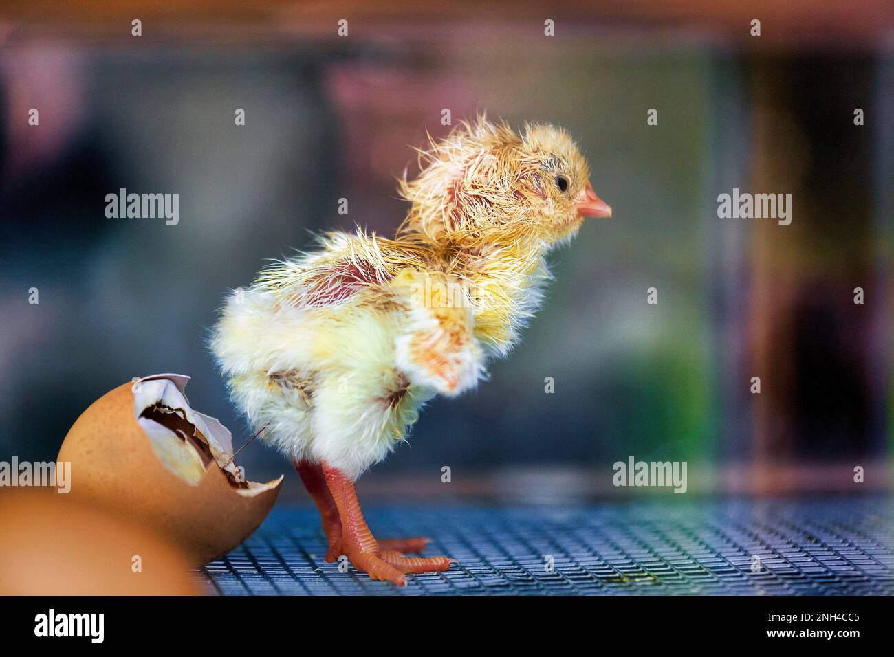 Hühnerküken schlüpfen aus Ei, Inkubator, Inkubator im Heiligenkirchen Vogelpark, Detmold, Ostwestfalen-Lippe, Nordrhein-Westfalen, Deutschland Stockfoto