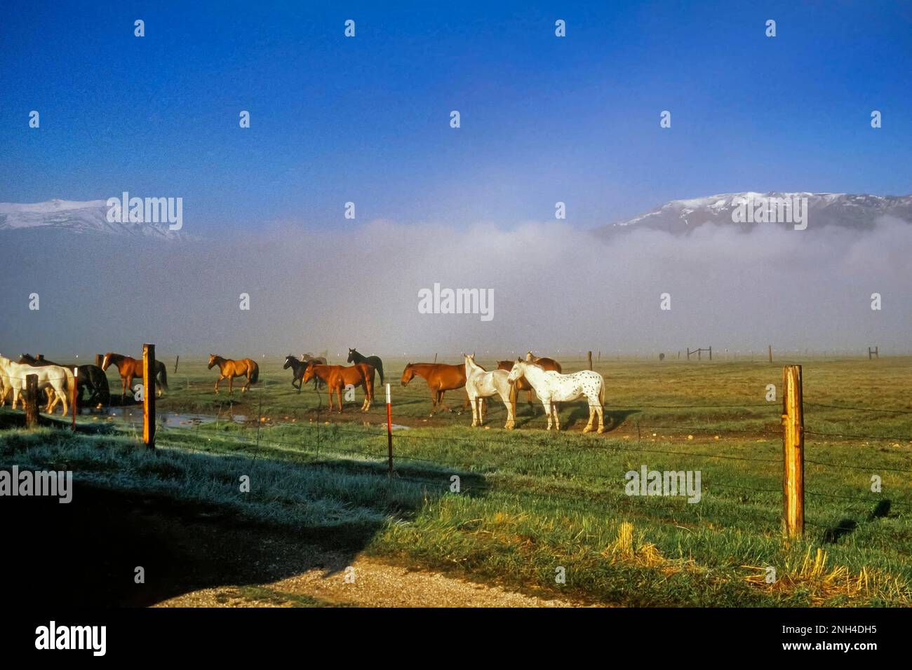 Pferde auf der Ranch, blauer Himmel, neblige Landschaft, Sierra Nevada Berge im Hintergrund, bei Bridgeport, Kalifornien, USA Stockfoto