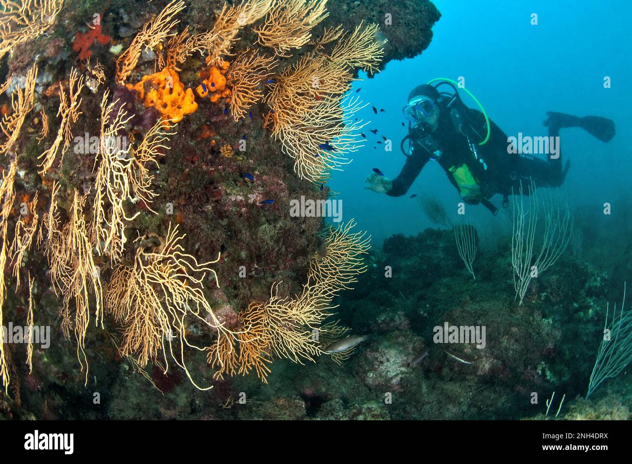 Gelber Gorgonier (Eunicella Cavolini), Golf des Löwen, Frankreich Stockfoto