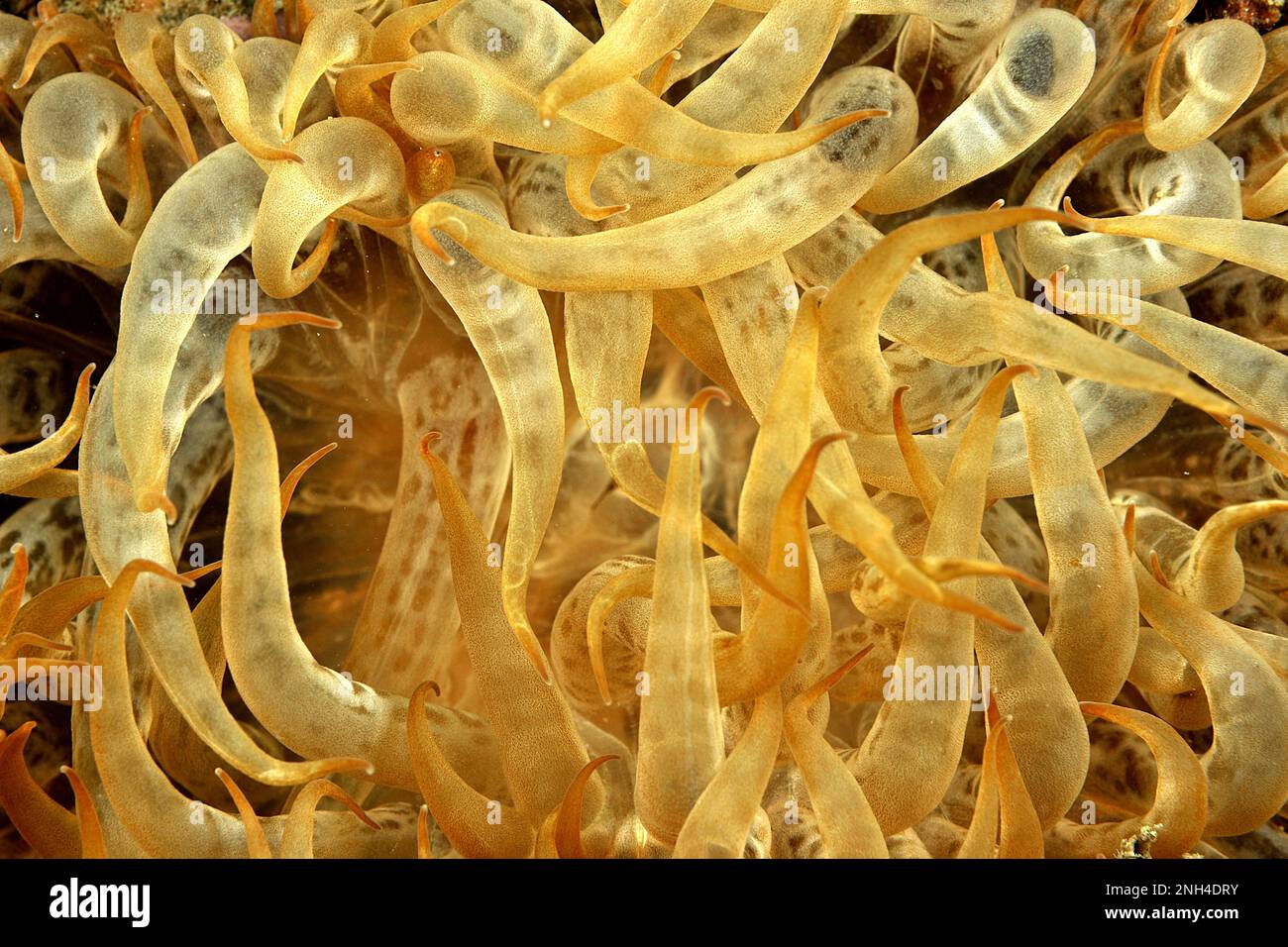 Trompetenanemon (Aiptasia mutabilis), Golf des Löwen, Cap dAgde, Frankreich Stockfoto